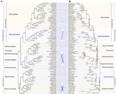 Localized Phylogenetic Discordance Among Nuclear Loci Due to Incomplete Lineage Sorting and Introgression in the Family of Cotton and Cacao (Malvaceae)